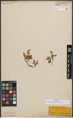 Foto von Salix petrophila Rydb.